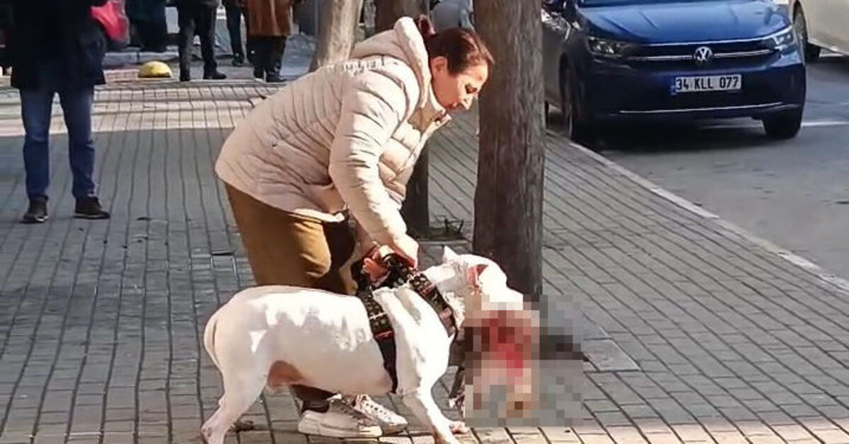 Avcılar’da sokak kedisini öldüren pitbull cinsi köpeğin sahibi tutuklandı